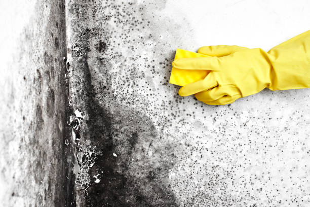 Best Commercial Mold Inspection  in Bolivar, OH