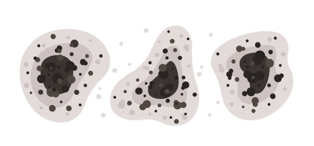 Best Black Mold Removal  in Bolivar, OH