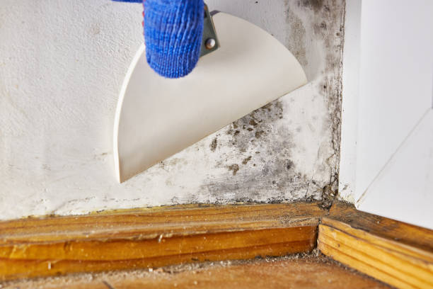 Best Comprehensive Air Testing for Mold Contaminants  in Bolivar, OH